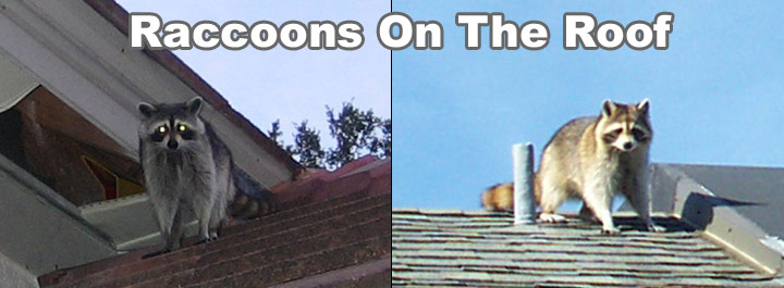 roof raccoons keep raccoon climbing rid materials racoons why branches metal roofing remove obvious trim without nor